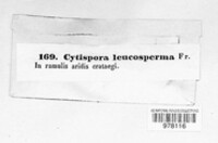 Cytospora leucosperma image